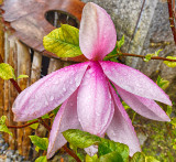 Wet Magnolia