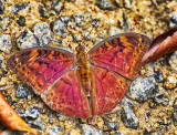Euriphene ??