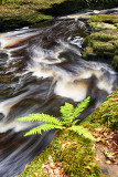 Male fern (Dryopteris filix-mas)