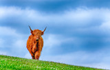 Highland Cow