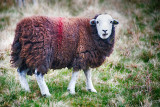 Herdwick Ewe