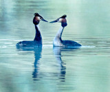 Foggy Crested Grebes (Podiceps cristatus)