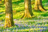 Bluebell Woods