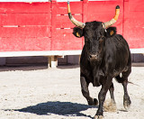 A whole load of angry bull