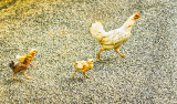 Why did the Chicken cross the Road?