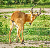 Young Male