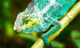 Chameleon