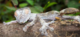 Leaf-Tailed Gecko (Uroplatus)