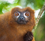Golden Bamboo Lemur (Hapalemur aureus)