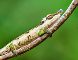 Blue-nosed Chameleon (Calumma boettgeri)