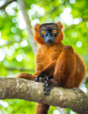 Black lemur (Eulemur macaco) Male