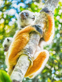 Diadem Sifaka + Baby (Propithecus diadema)