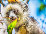 Diadem Sifaka Baby (Propithecus diadema)