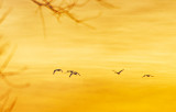 Geese at Sunset