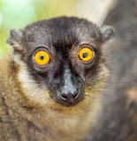 Common Brown Lemur (Eulemur fulvus)