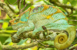 Parsons Chameleon (Calumma parsonii)