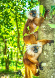 Black Lemur (Eulemur macaco) Females