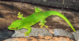 Madagascar Day Gecko (Phelsuma madagascariensis madagascariensis)