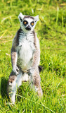 Gun Slinger - Ring-tailed Lemur (Lemur catta)