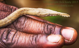 Malagasy leaf-nosed snake (Langaha madagascariensis)
