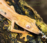 Leaf-Tailed Gecko (Uroplatus)