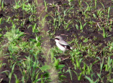 Loggerhead shrike Portage Co 7 June 2013a.jpg