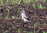 Loggerhead shrike Portage Co 7 June 2013c.jpg