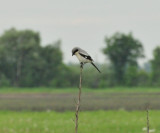 Loggerhead shrike Portage Co 7 June 2013f.jpg
