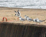 Little Gull at Algoma 10 June 2013