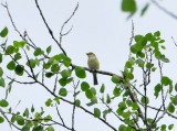 white-eyed vireo, White River marsh 22 June 2013