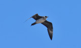 Parasitic jaeger WI Point 13 Sept 2013a.jpg