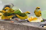 Silver-throated Tanagers at La Paz Waterfall Gardens