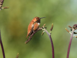 Rufous hummingbird 4 August 2015