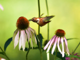 Rufous hummingbird 4 August 2015