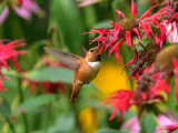 Rufous hummingbird 8 August 2015