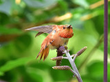 Rufous hummingbird 9 August 2015
