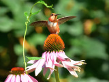 Rufous hummingbird 9 August 2015