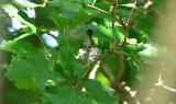 Mother feeding young August 15