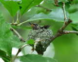 Young exercising wings August 18