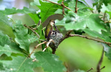 Mother feeding young August 24