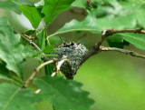 Young in nest August 24