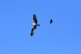 Osprey and Redwing
