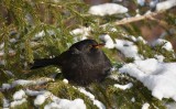 Blackbird male