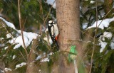 Great spotted woodpecker