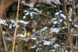 Great tit