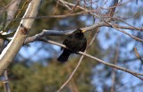 Blackbird male