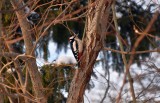 Great spotted woodpecker