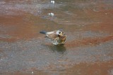 Fieldfare