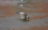 Fieldfare