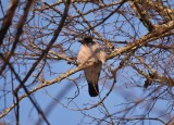 Hooded crow